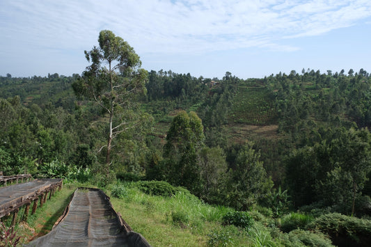 AA Thiririka - Kenya