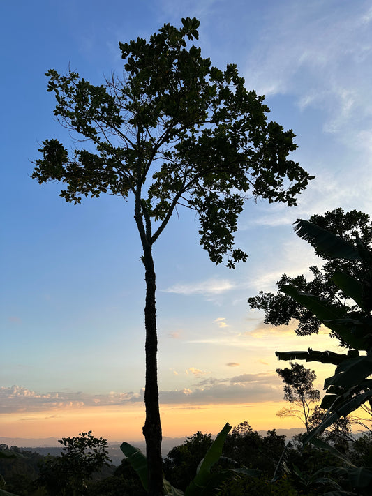 Satus Maragogype Colombia