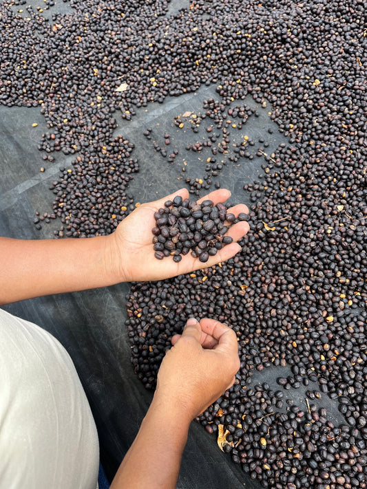 El Mural, Pacamara. El Salvador