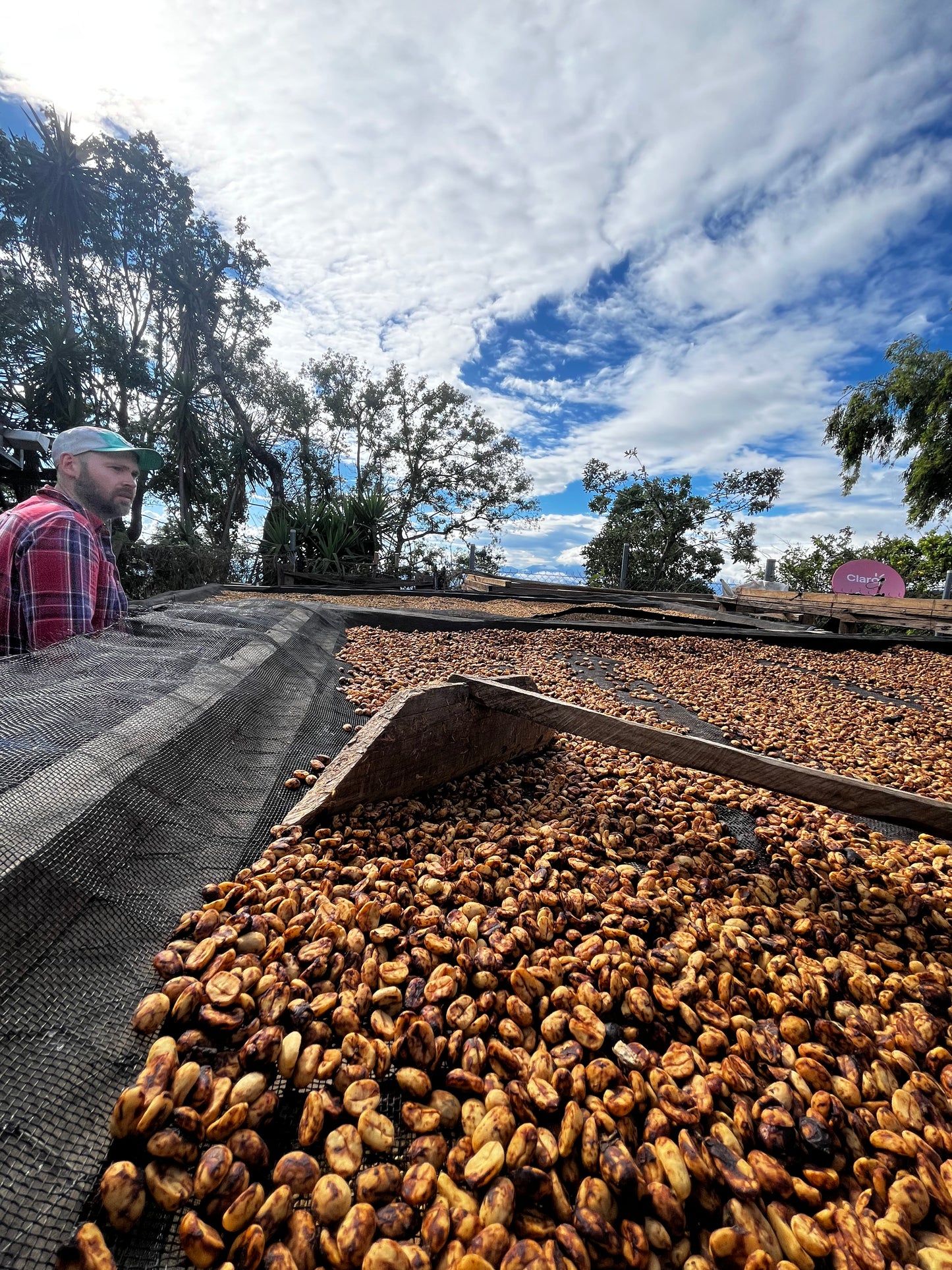 El Mural, Pacamara. El Salvador