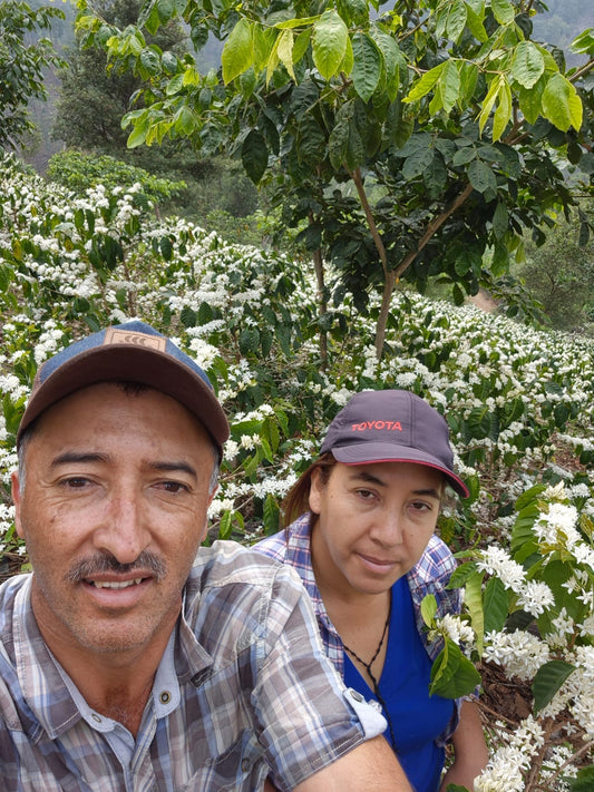 Vista Hermosa Geisha. Guatemala