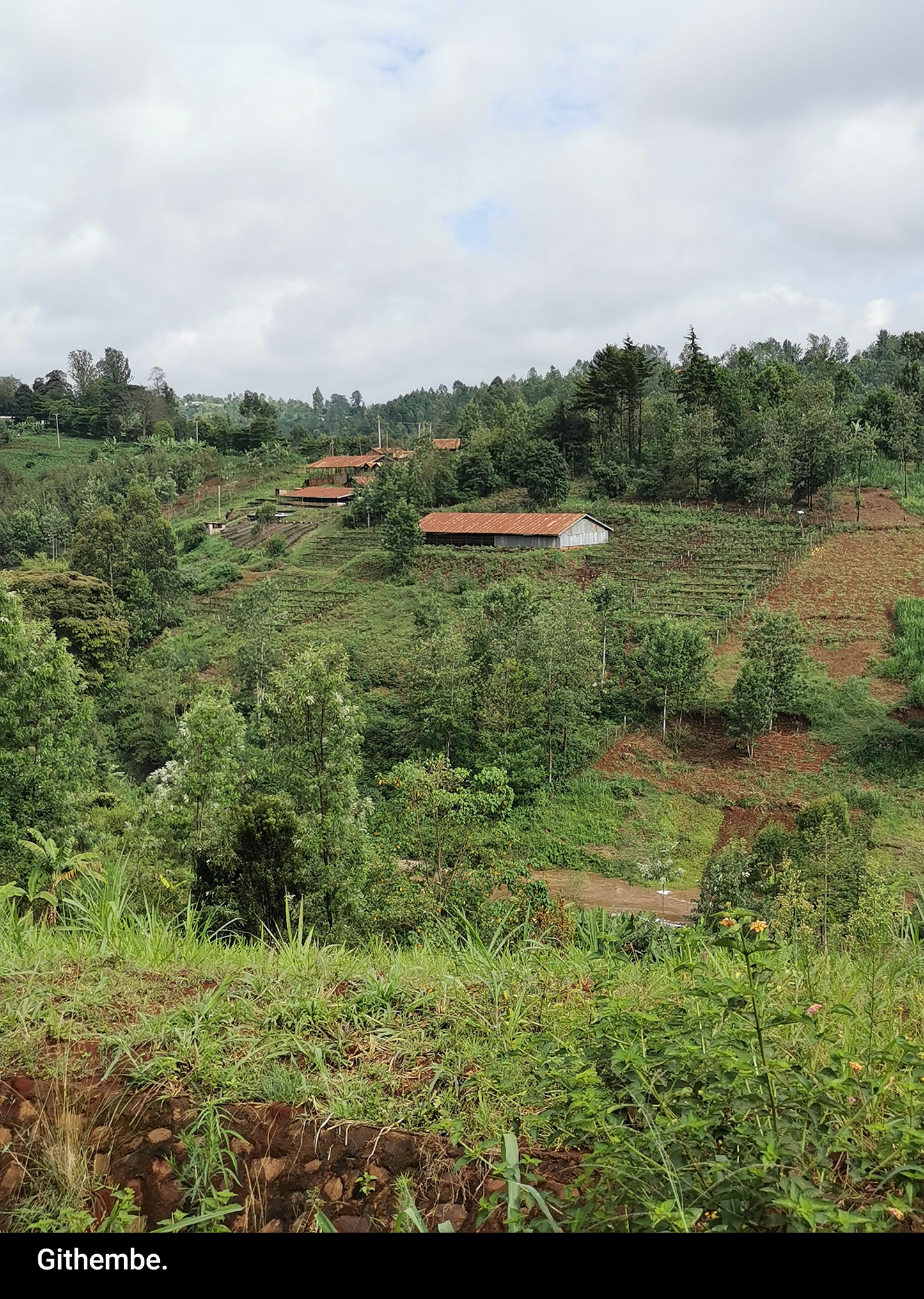 AA Thiririka - Kenya