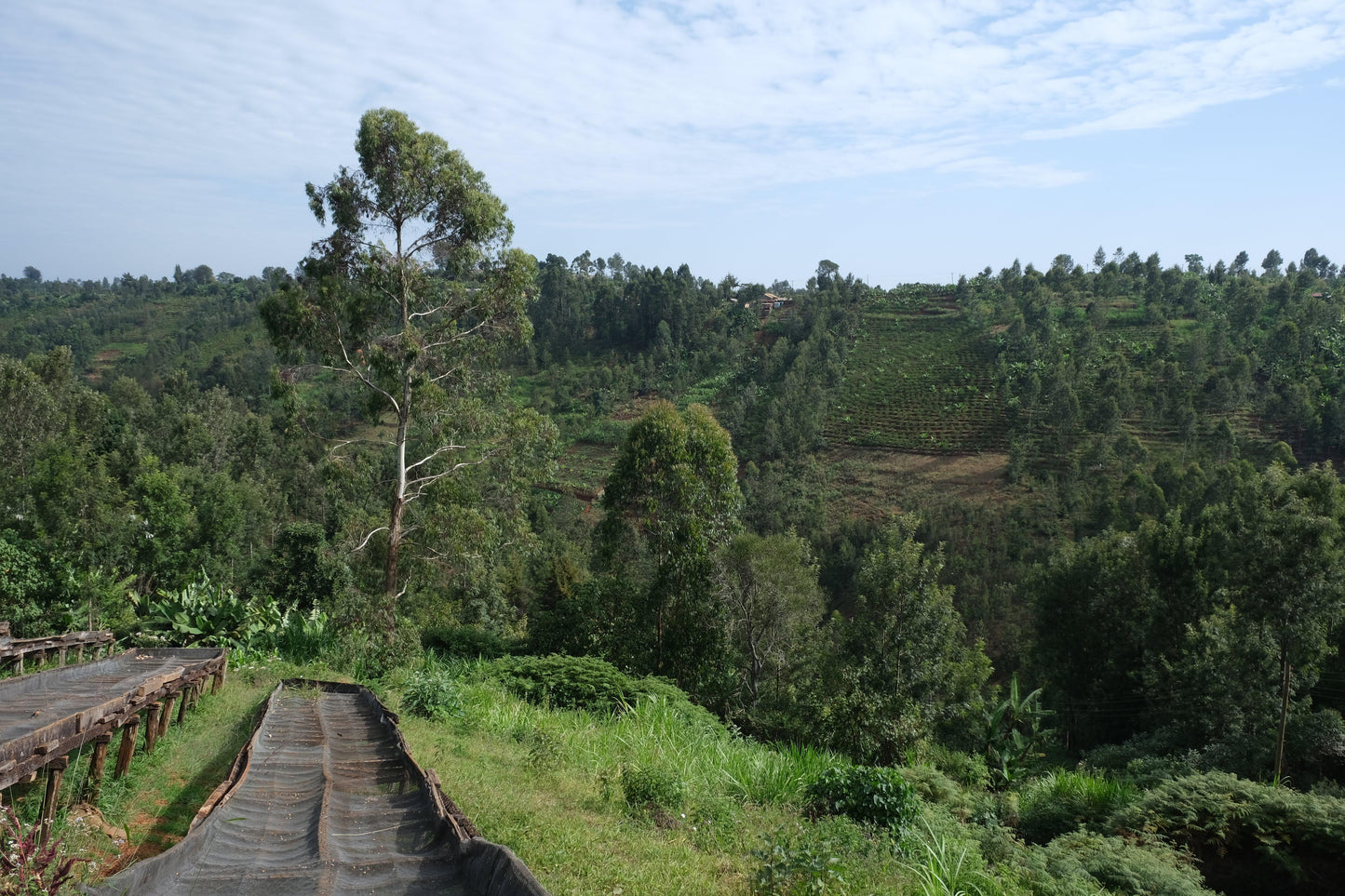 AA Thiririka - Kenya