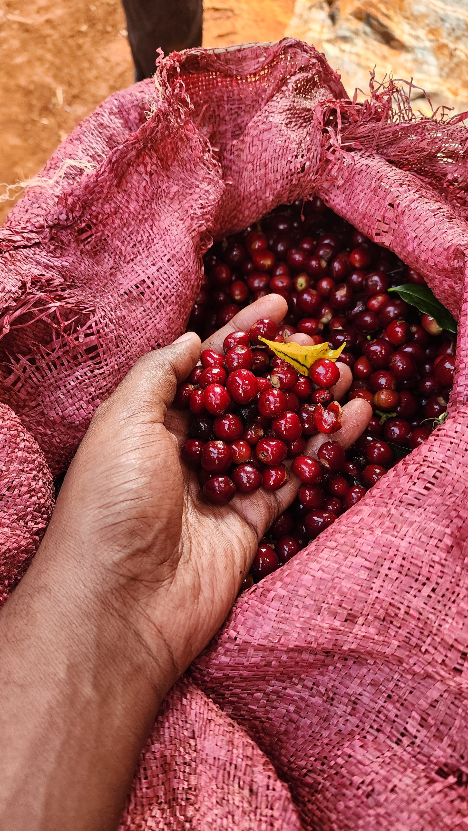 Photo of Lalesa #1 - Ethiopia