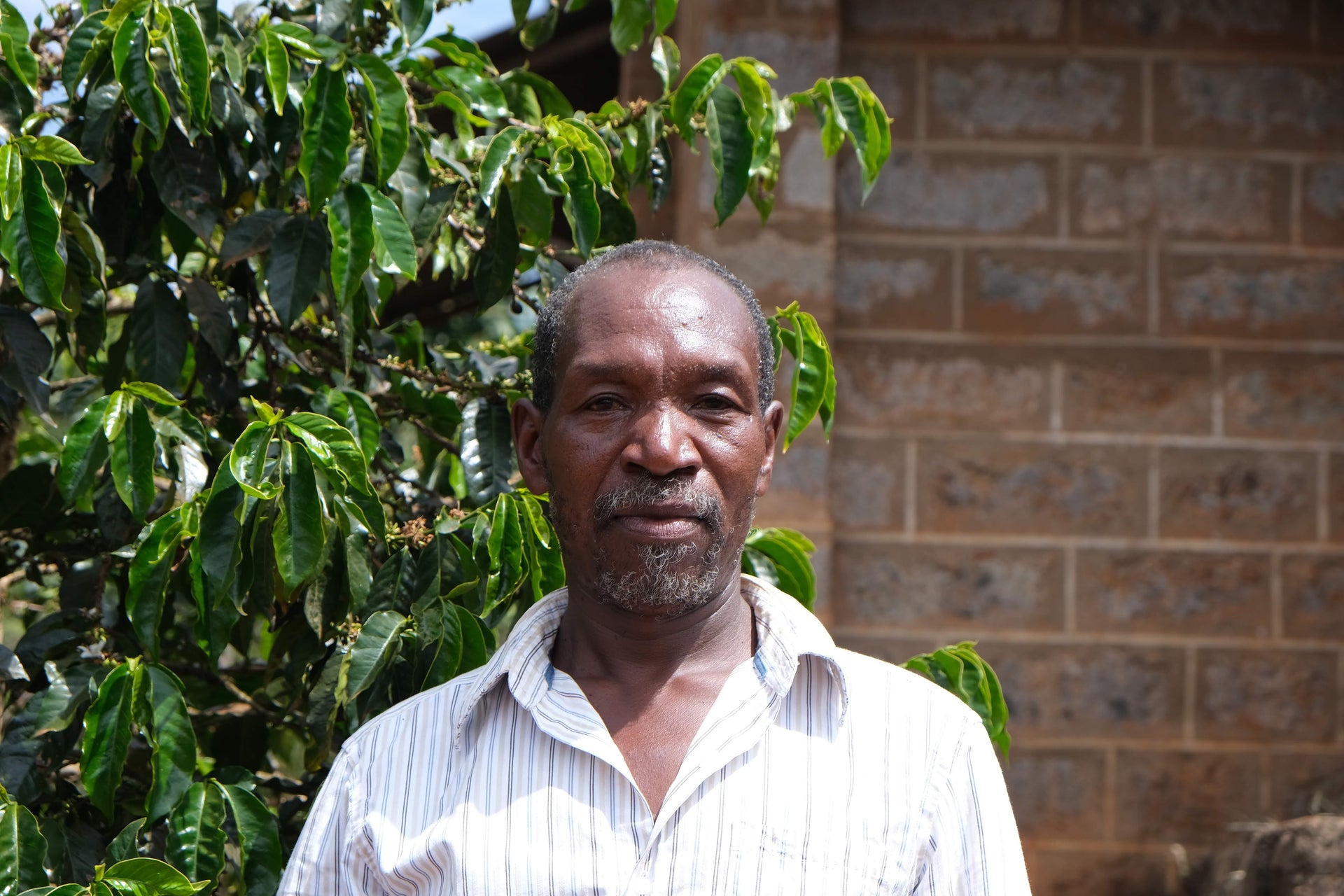 Photo of AA Thiririka - Kenya
