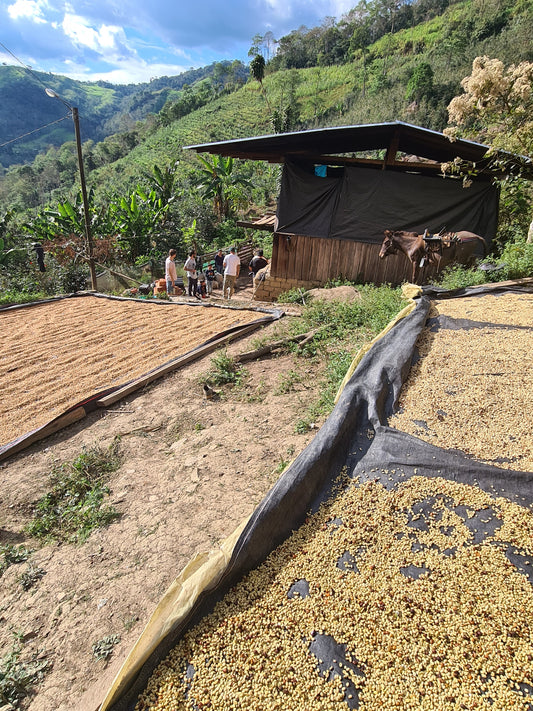 La Higuera # 2 Peru (House Espresso)