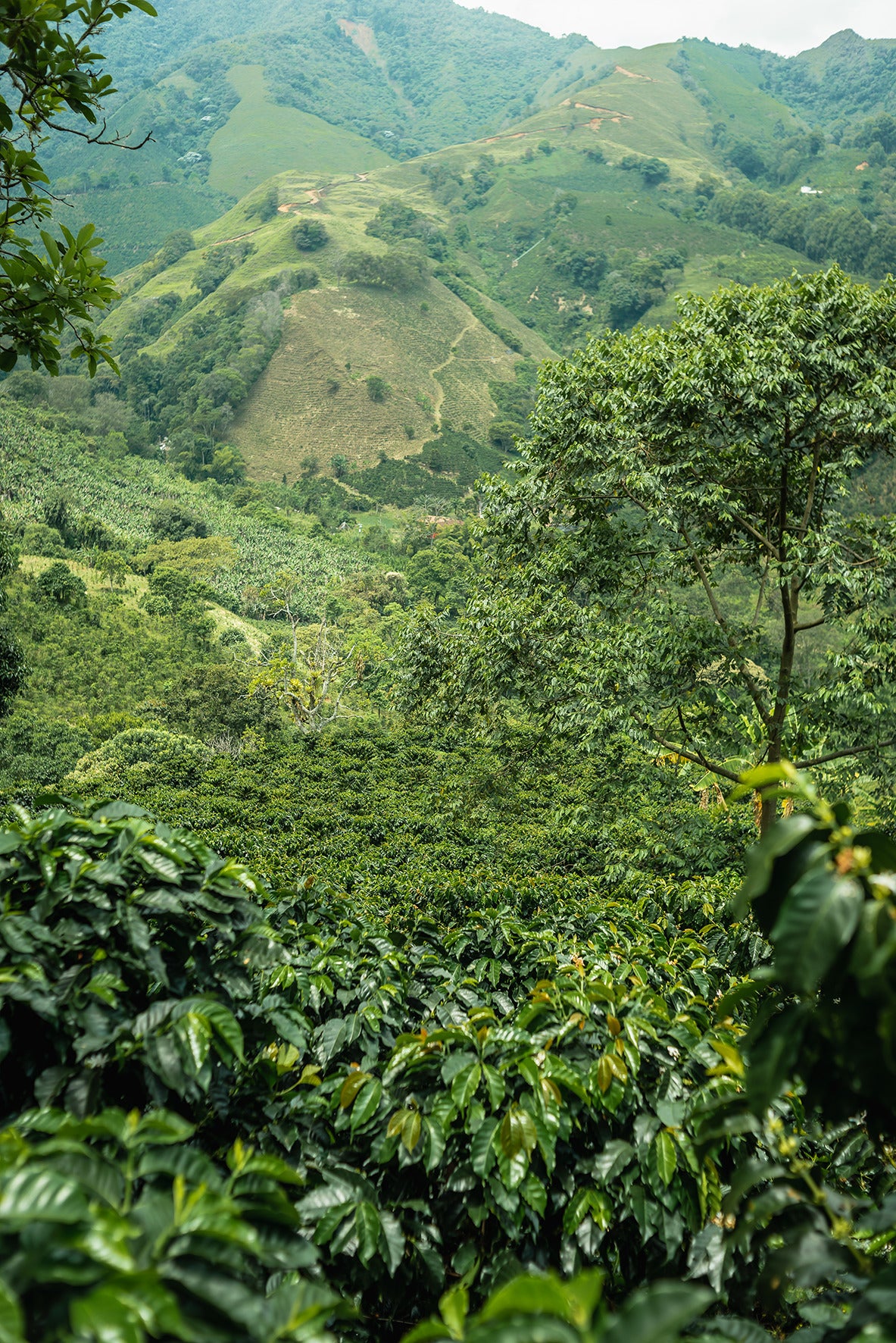 Inga Colombia (House Espresso)