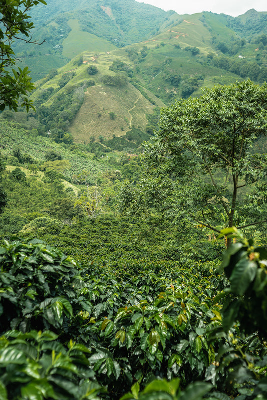 Inga Colombia (House Espresso)