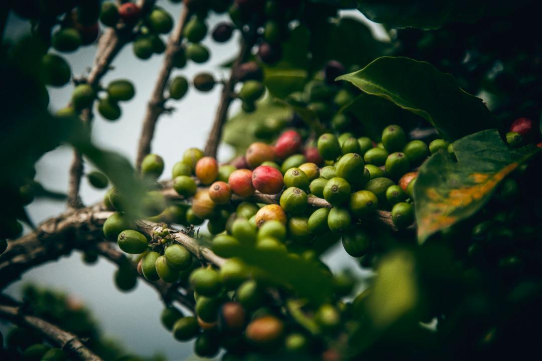 Inga Colombia (House Espresso)