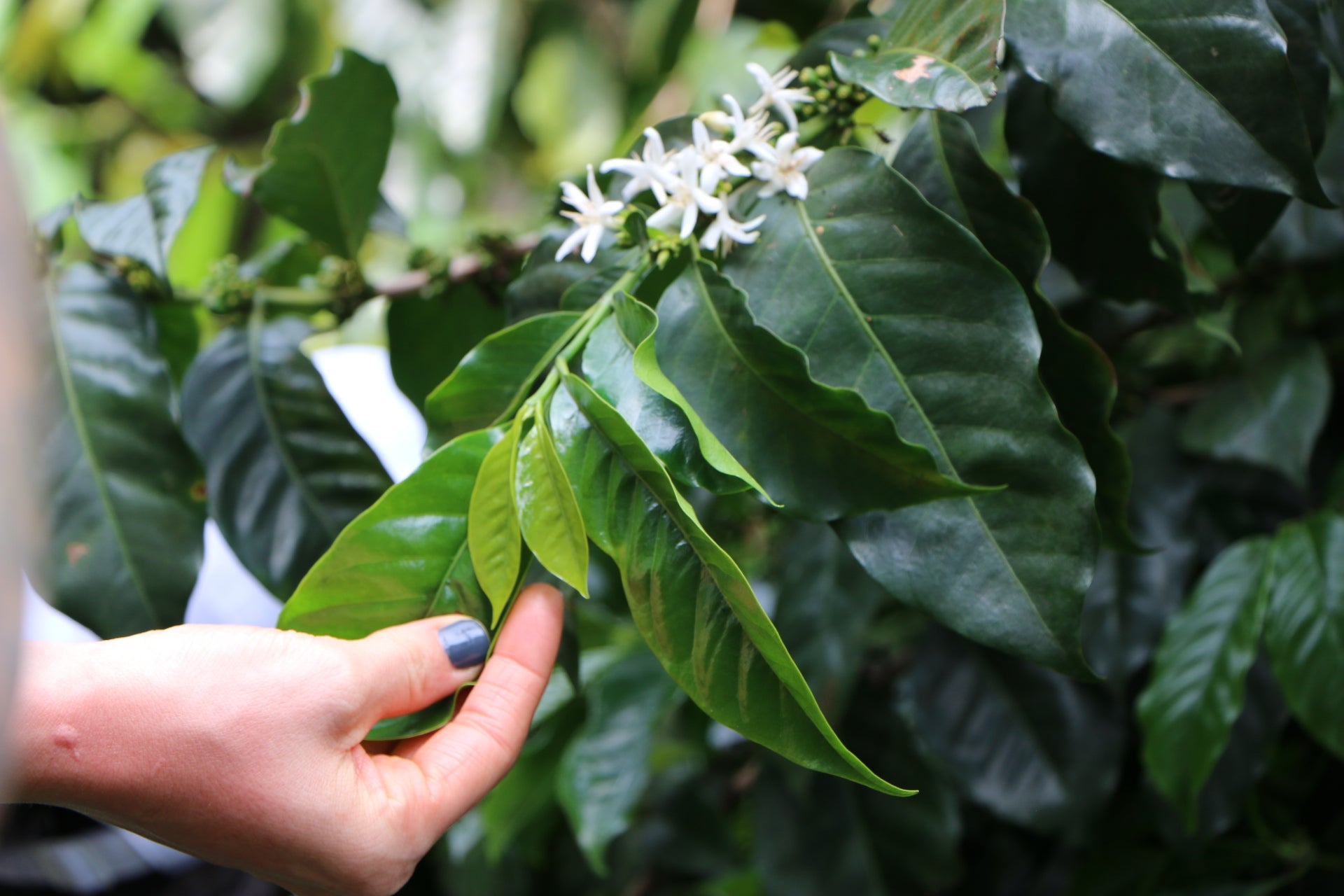 Photo of DECAF Colombia