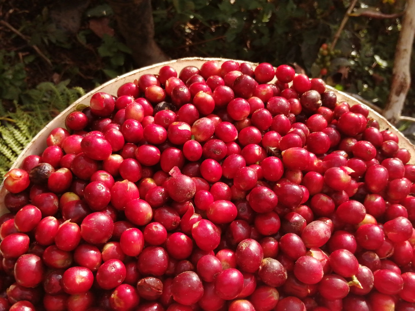 La Higuera # 2 Peru (House Espresso)