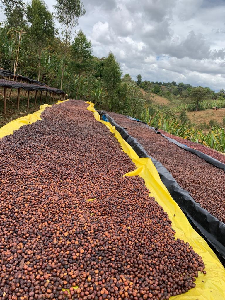 Photo of Gitesi #6 Rwanda