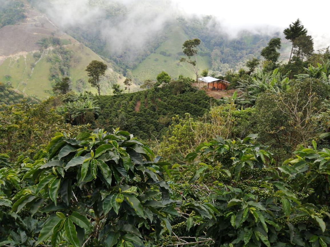 La Floresta - Colombia