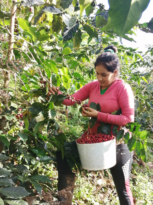 La Higuera # 2 Peru (House Espresso)