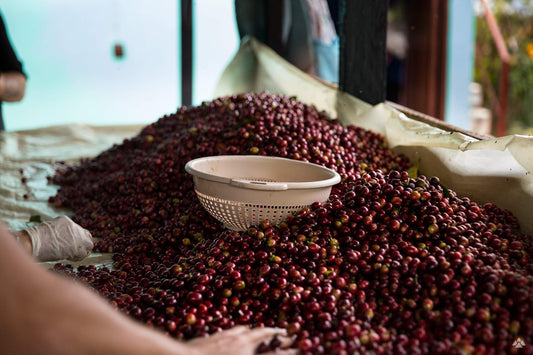 Satus Maragogype Colombia