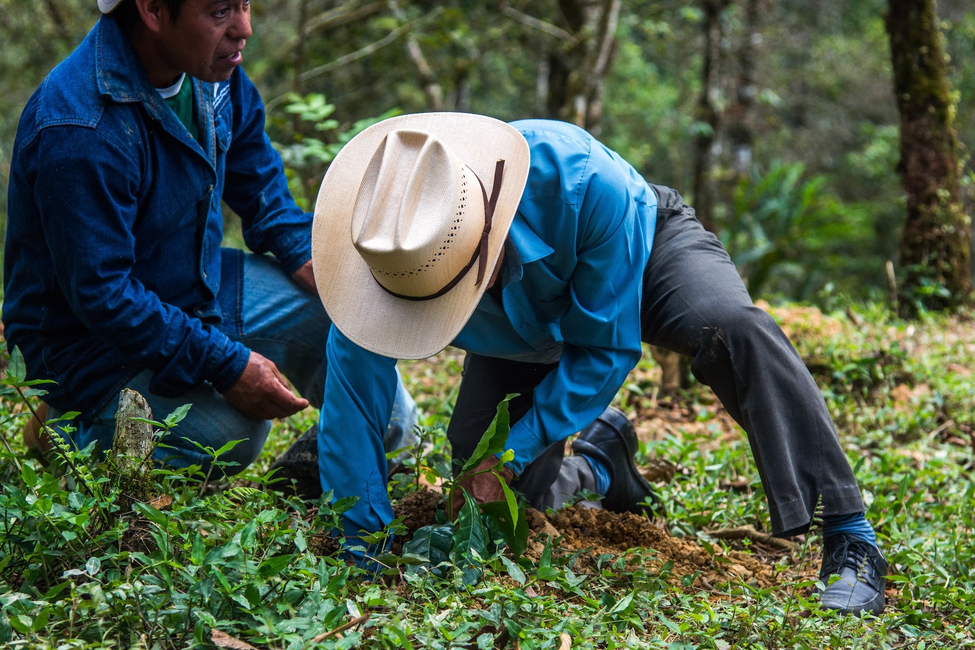 Photo of Las Flores Geisha - Peru