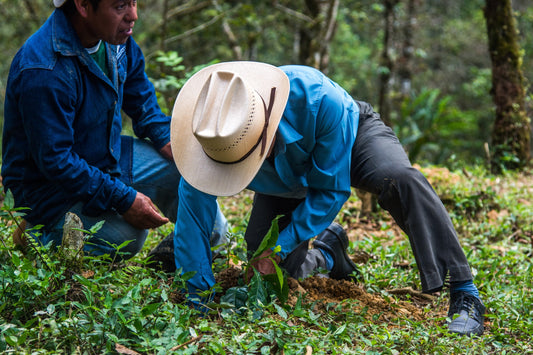 Las Flores Geisha - Peru