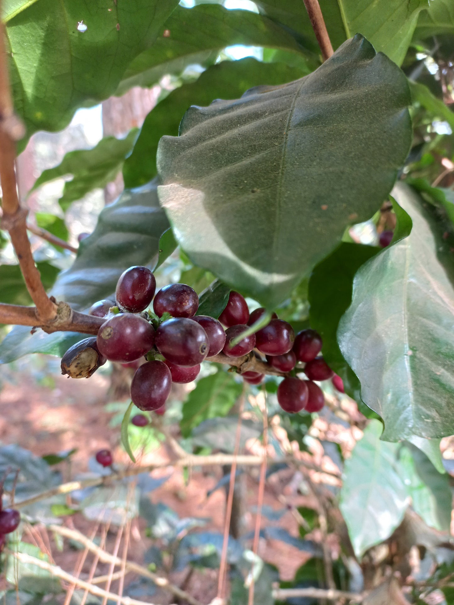 Jose Angelino El Salvador