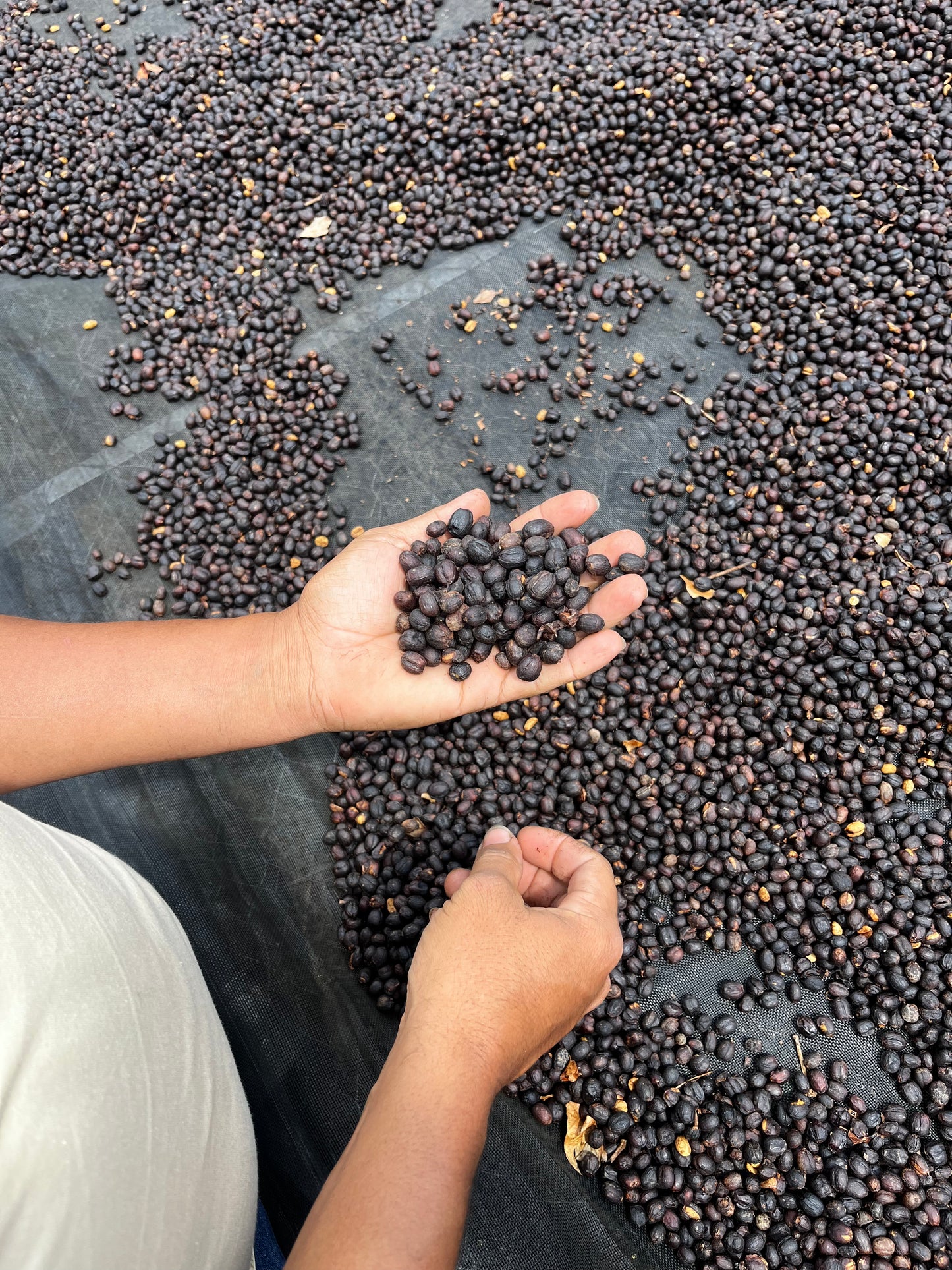 El Mural, Pacamara. El Salvador