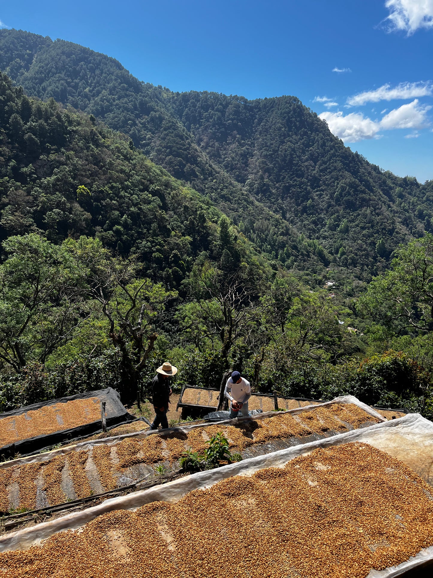 El Mural, Pacamara. El Salvador