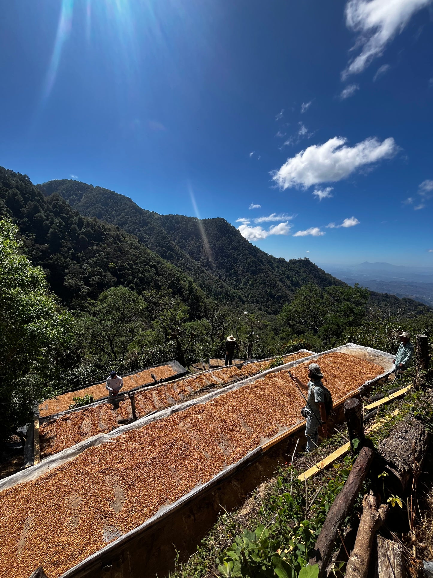 El Mural, Pacamara. El Salvador