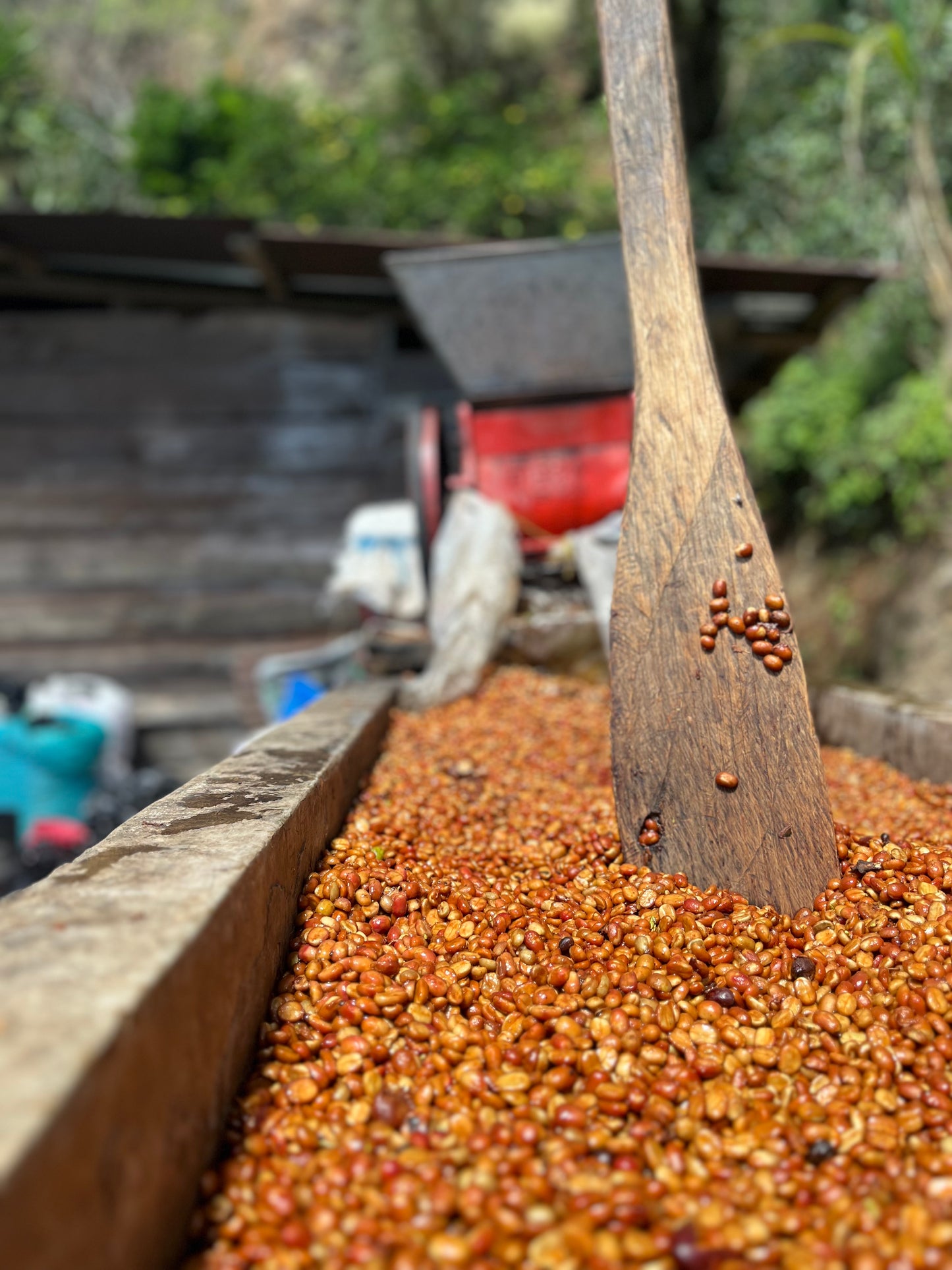 El Mural, Pacamara. El Salvador