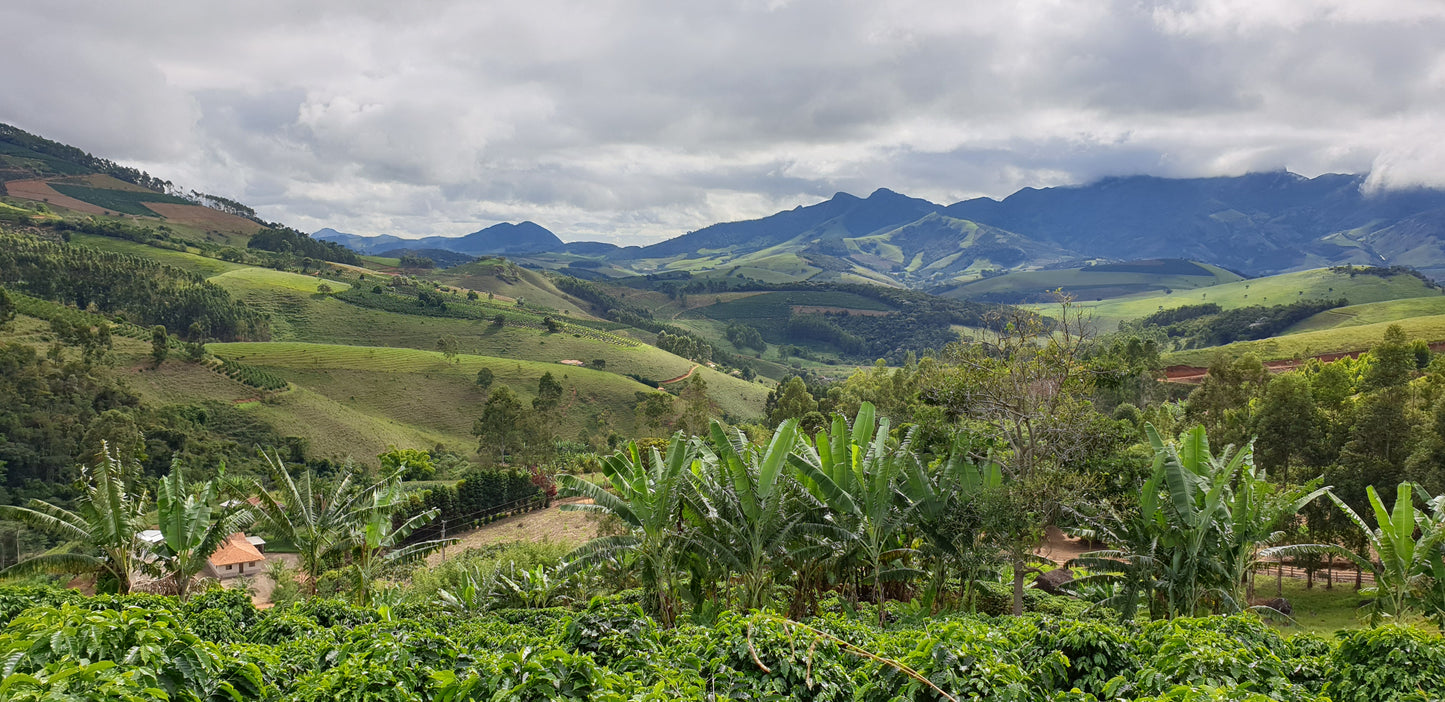 Las Flores Geisha - Peru