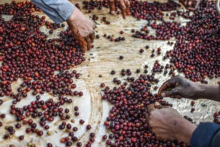 La Senda - Guatemala