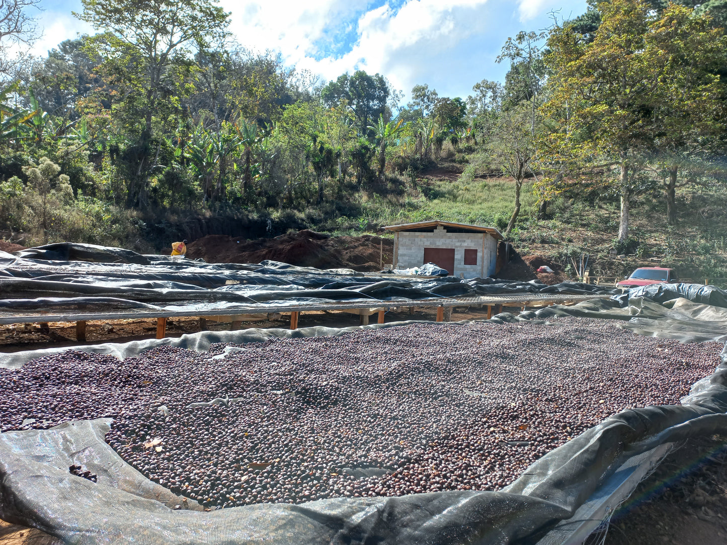 Jose Angelino El Salvador