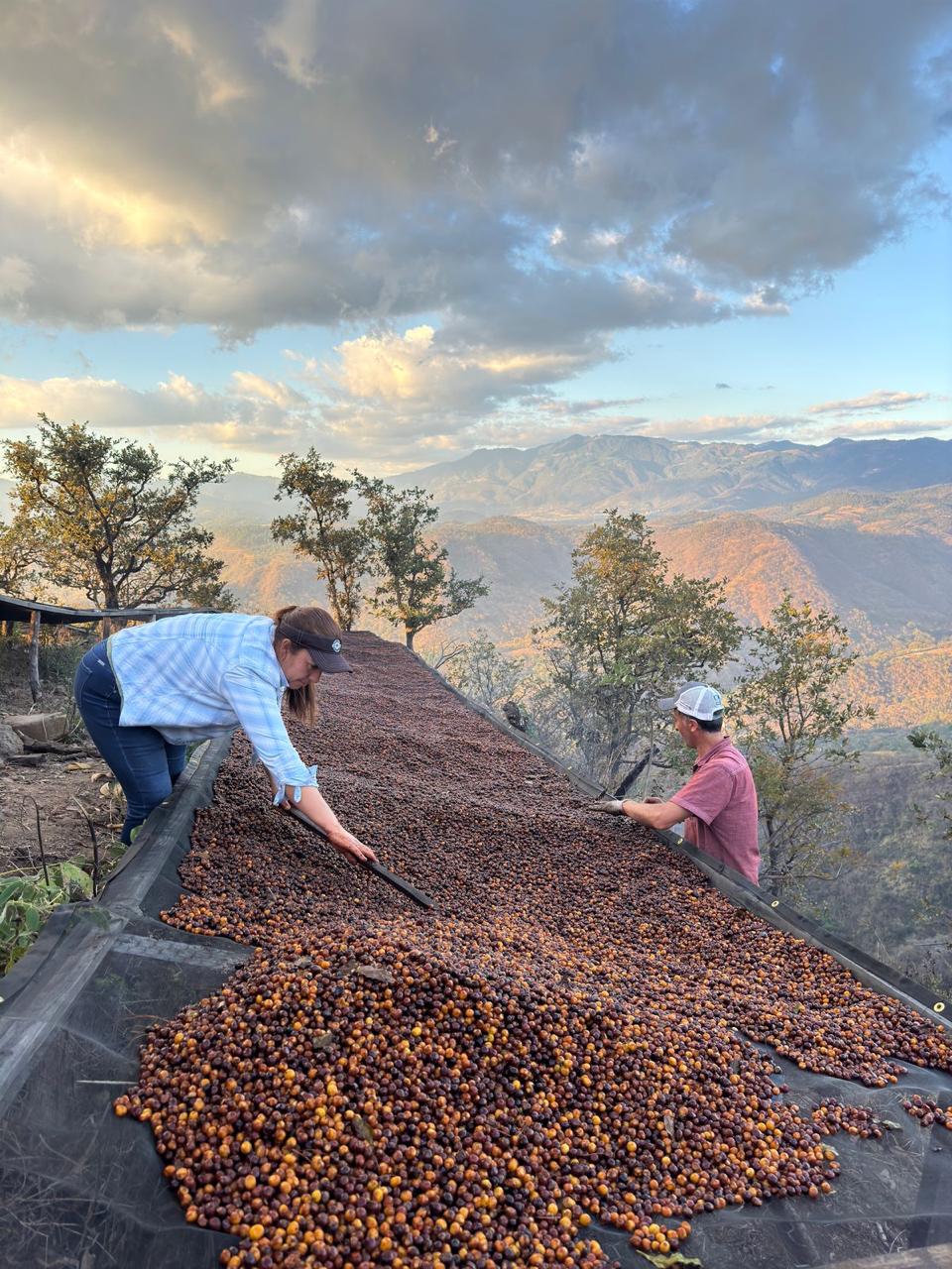 Vista Hermosa Geisha. Guatemala