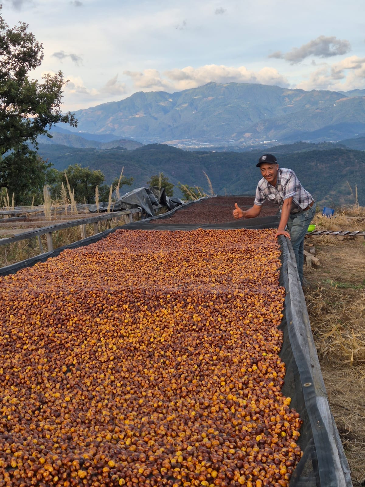 Vista Hermosa Geisha. Guatemala
