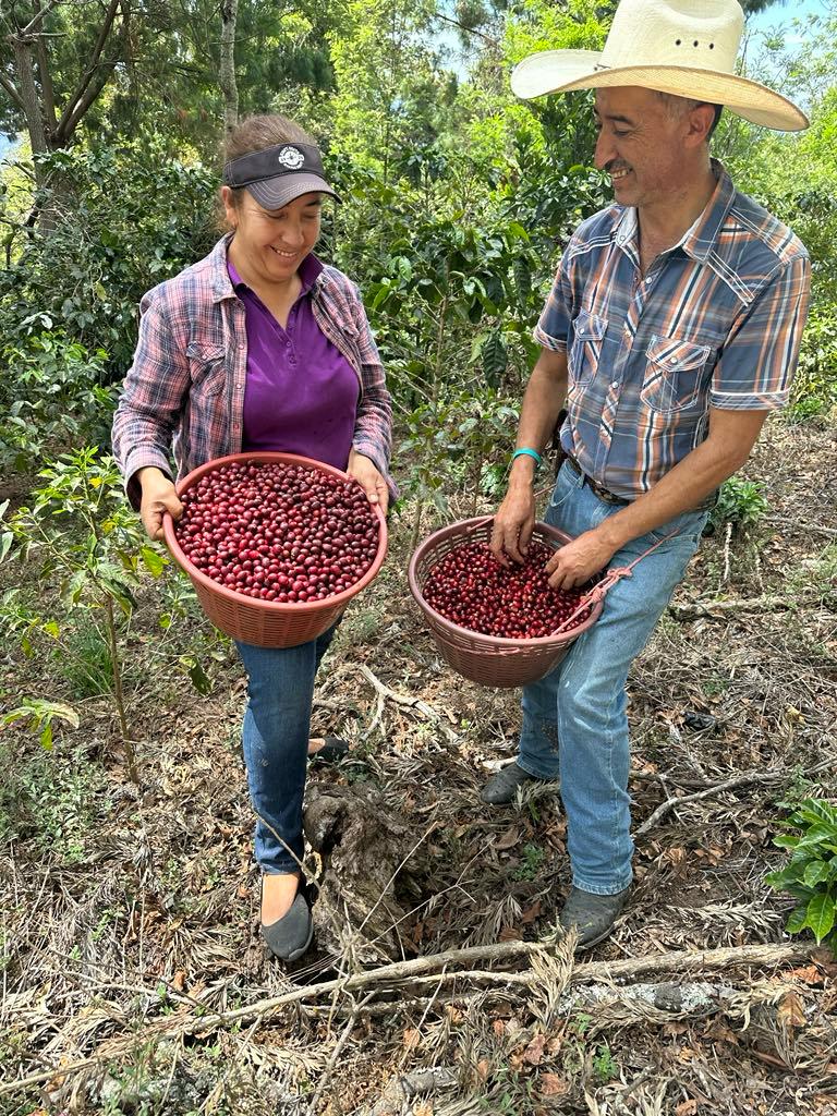 Vista Hermosa Geisha. Guatemala