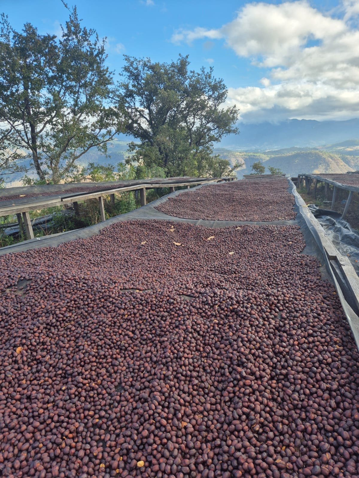 Vista Hermosa Geisha. Guatemala
