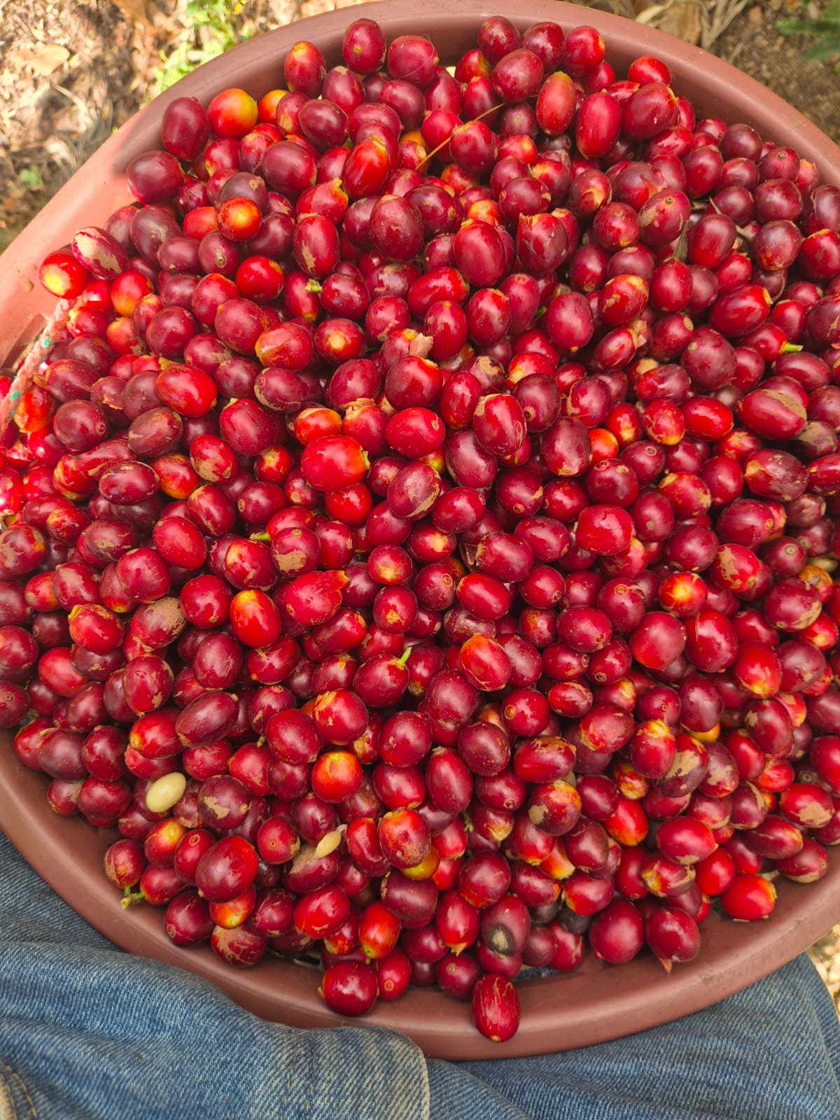 Vista Hermosa Geisha. Guatemala