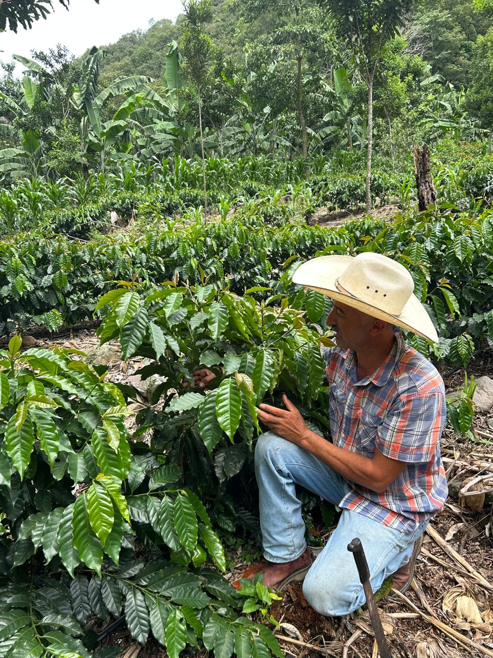 Vista Hermosa Geisha. Guatemala