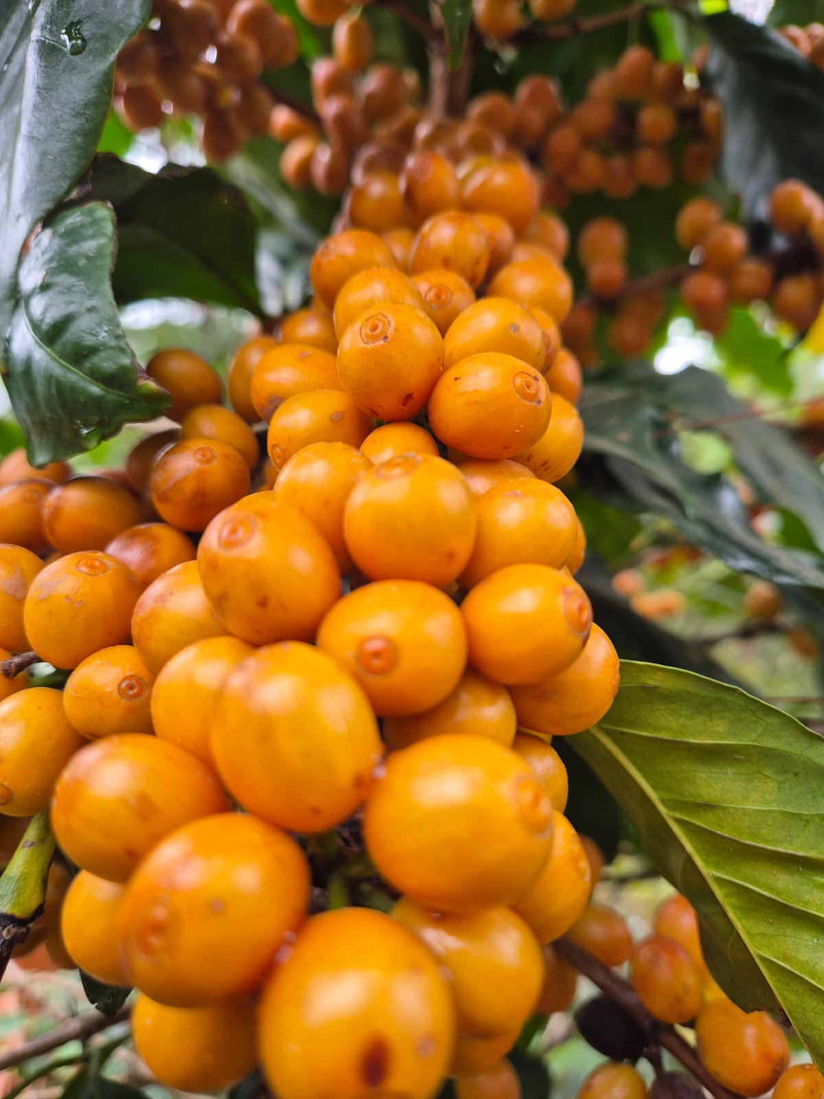 Vista Hermosa Geisha. Guatemala