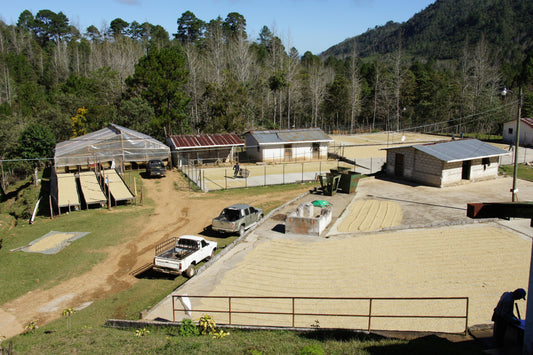 Caballero #2 Honduras (House Espresso)