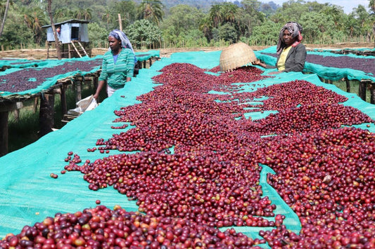 Buku Abel #6 Ethiopia