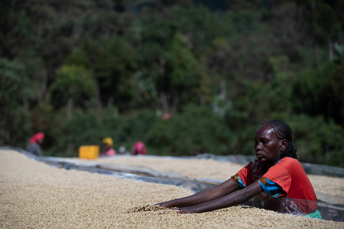 Chelbesa #4 - Ethiopia