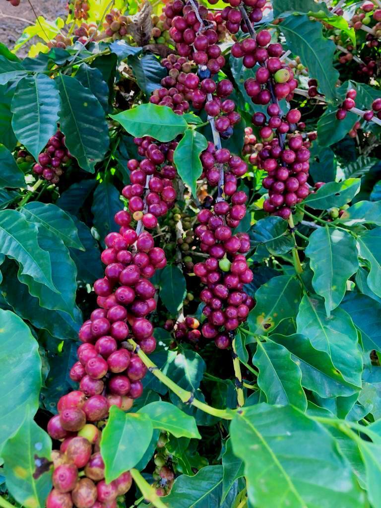 Satus Maragogype Colombia